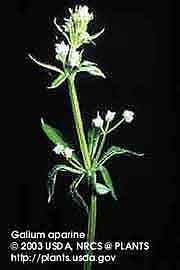 BEDSTRAW 