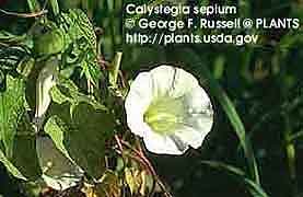 BINDWEED 