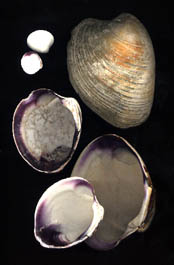 Quahog Shells