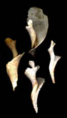 Central Fragments of the Columellas of Channel Whelk