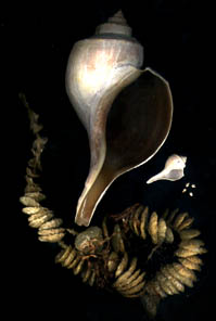 Channel Whelk Shells & Egg Case