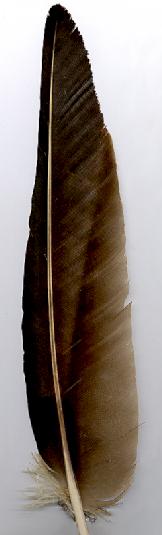 nativetech-turkey-vulture-wing-feather